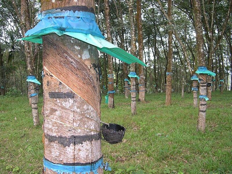 Kerala’s Rubber Price Stabilisation Fund Safeguards Farmers While Union Govt Rejects Demand for MSP