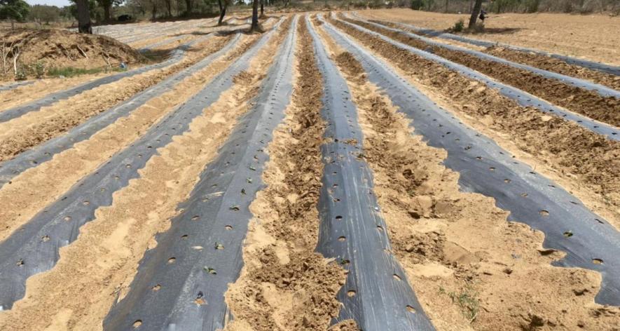 A leased field in Kolida village with a drip irrigation system. The vegetables sown here will be ready during the monsoon (Photo - Sandeep Kumar Meel, 101Reporters)