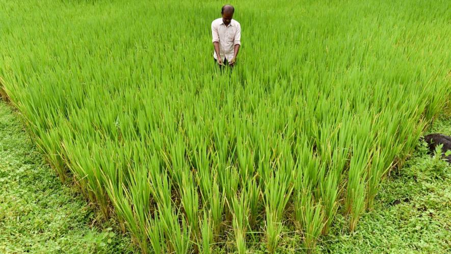 India’s Renewed Biofuels Push to Disrupt Agriculture, Worsen Inequality