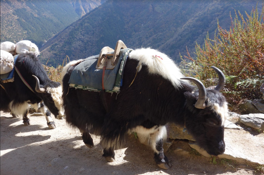 Yak Domestication Evidence Discovered in Tibetan Plateau Near Arunachal  Pradesh from 2500 Years Ago | NewsClick