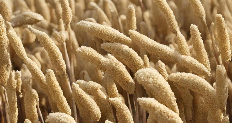 A picture of millet crop (Photo - Representative image,AI Canva).
