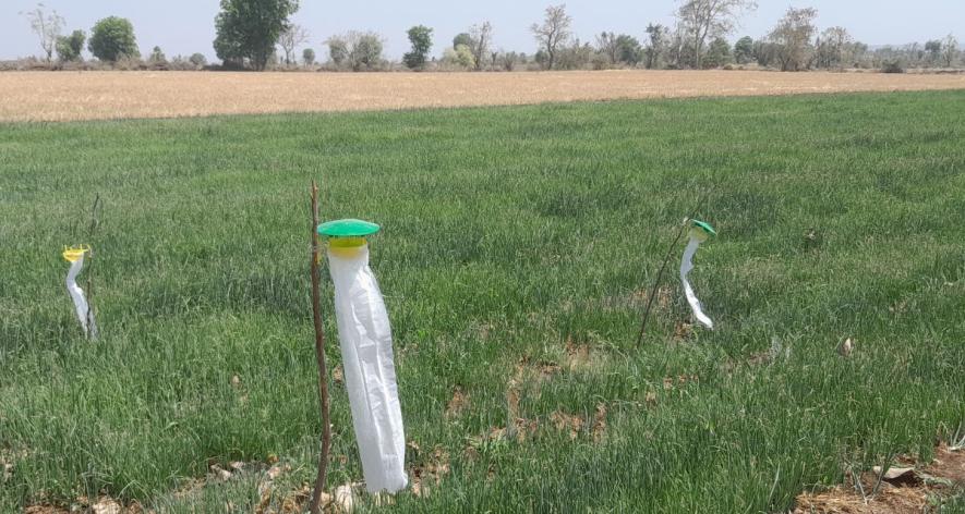 This is how caterpillar catching traps are set (Photo - Mohammad Asif Siddiqui, 101Reporters).