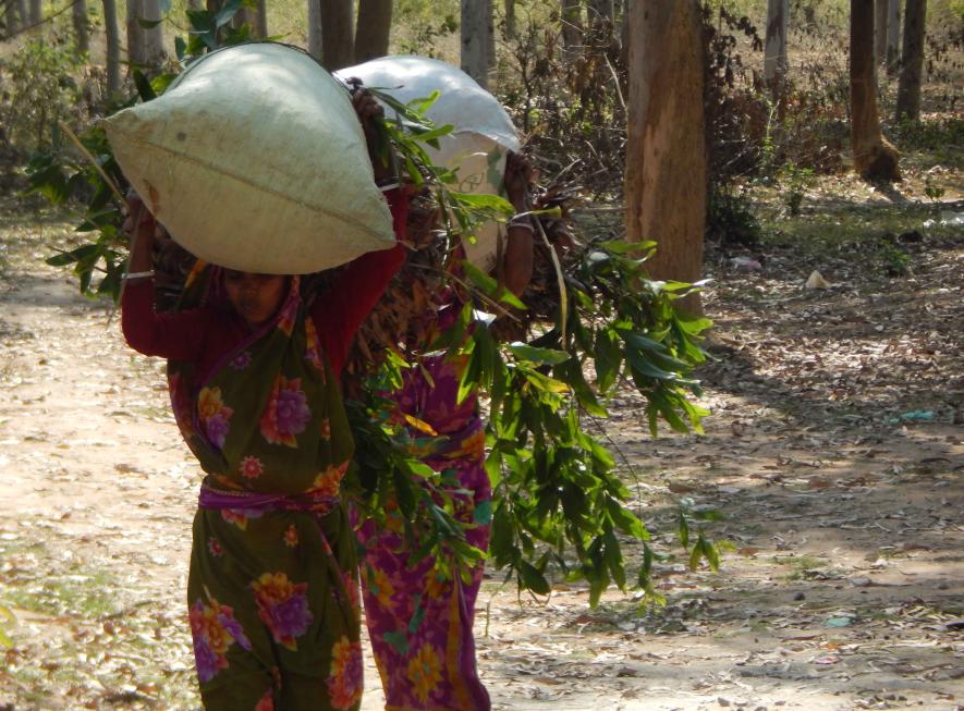Women are collecting leaves from Onda forest